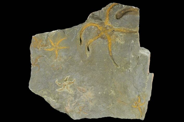 Plate Of Ordovician Brittle Stars (Ophiura) - Morocco #118181